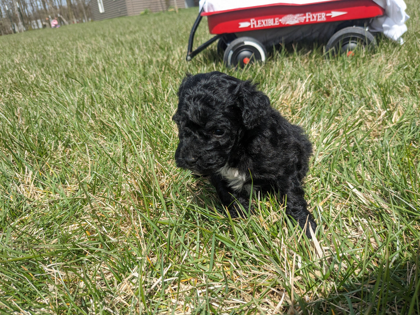 COCKAPOO (03/09) MALE