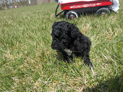 COCKAPOO (03/09) MALE