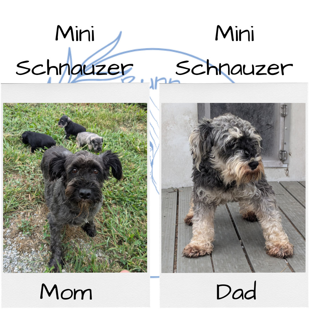 MINI SCHNAUZER (07/15) FEMALE