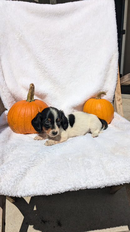 MINI DACHSHUND (07/22) FEMALE