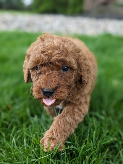 MINI GOLDENDOODLE (03/20) MALE