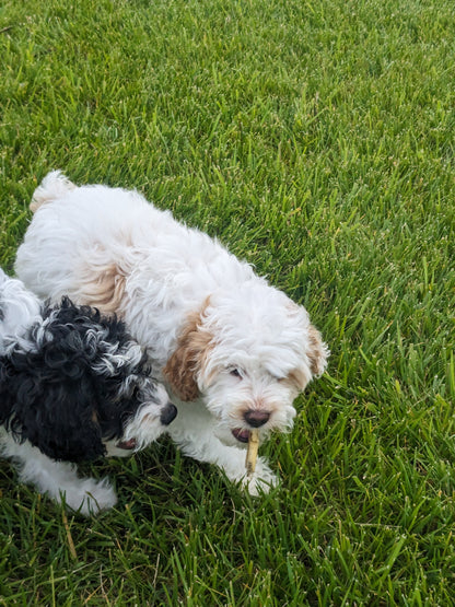 CAVAPOO (03/07) MALE