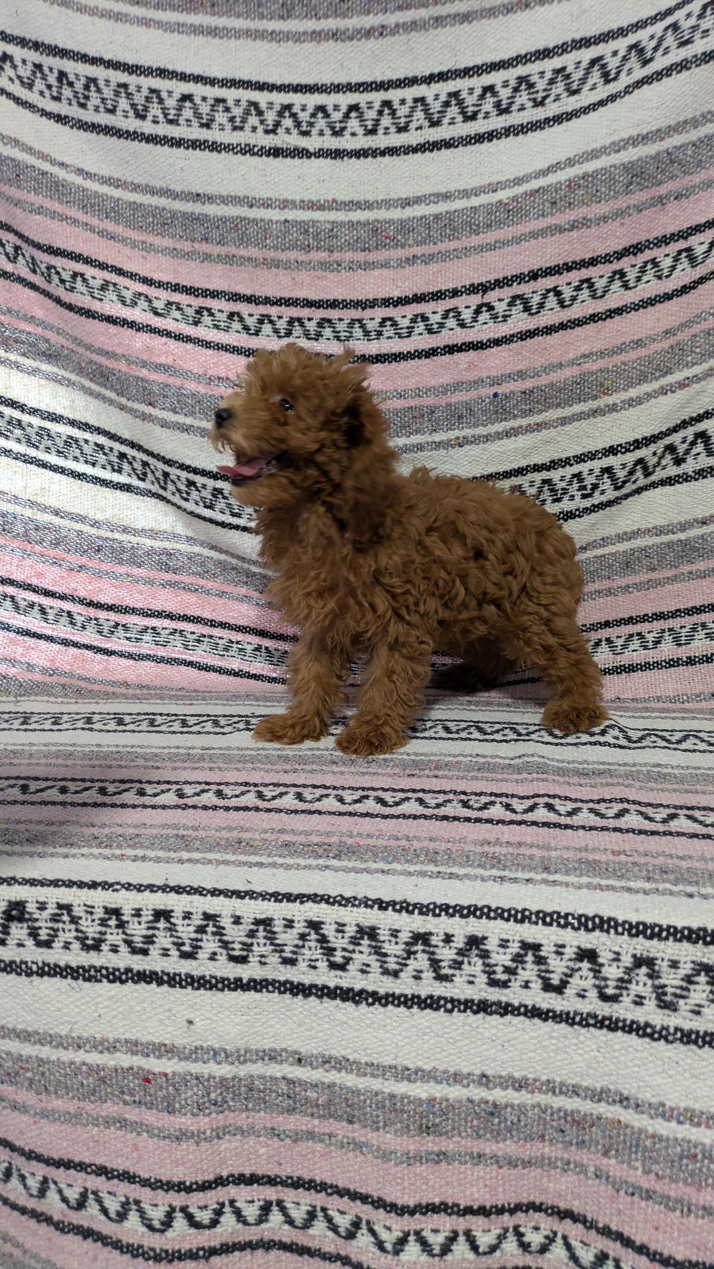 TOY POODLE (11/02) FEMALE