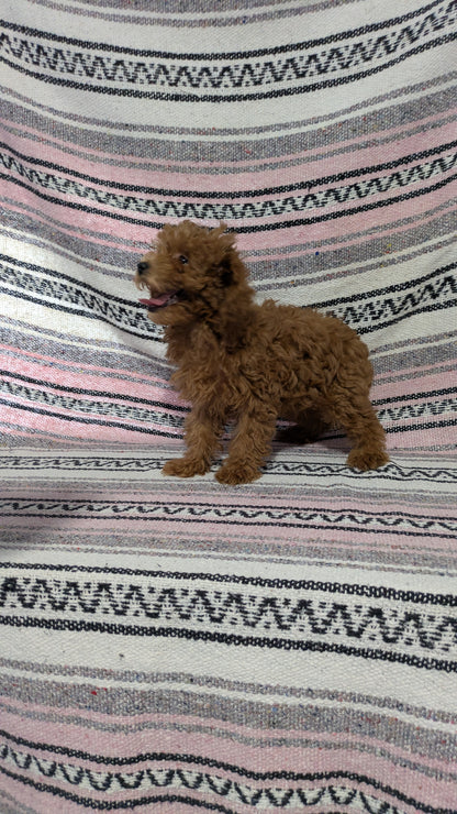 TOY POODLE (11/02) FEMALE