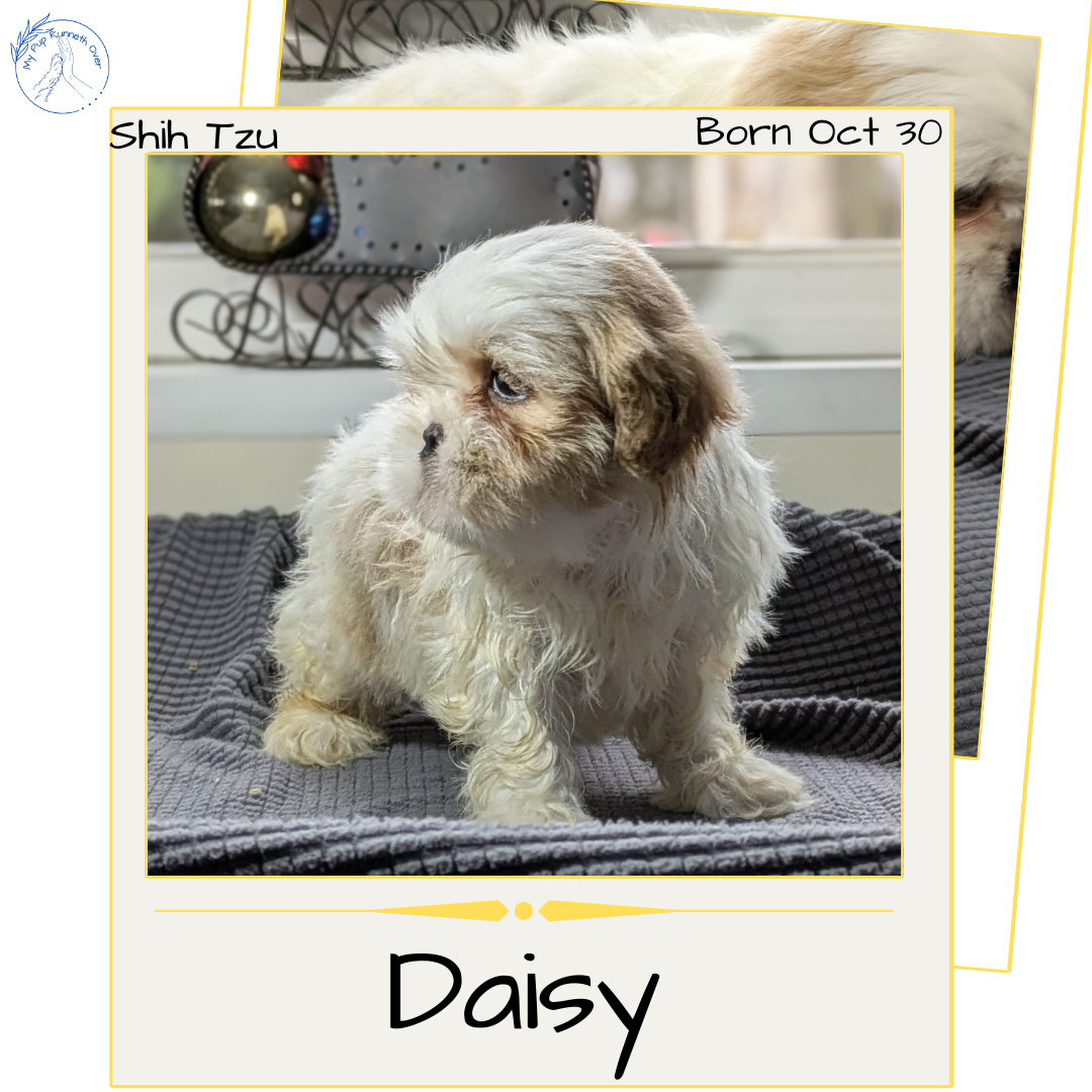 SHIH TZU (10/30) FEMALE