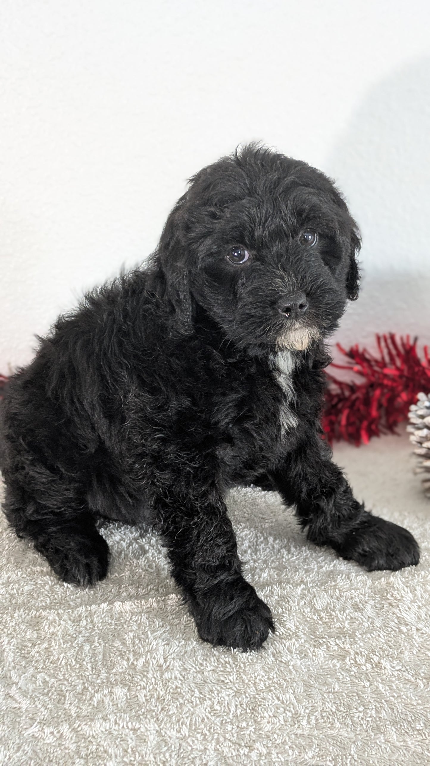 MINI BERNEDOODLE (10/14) FEMALE