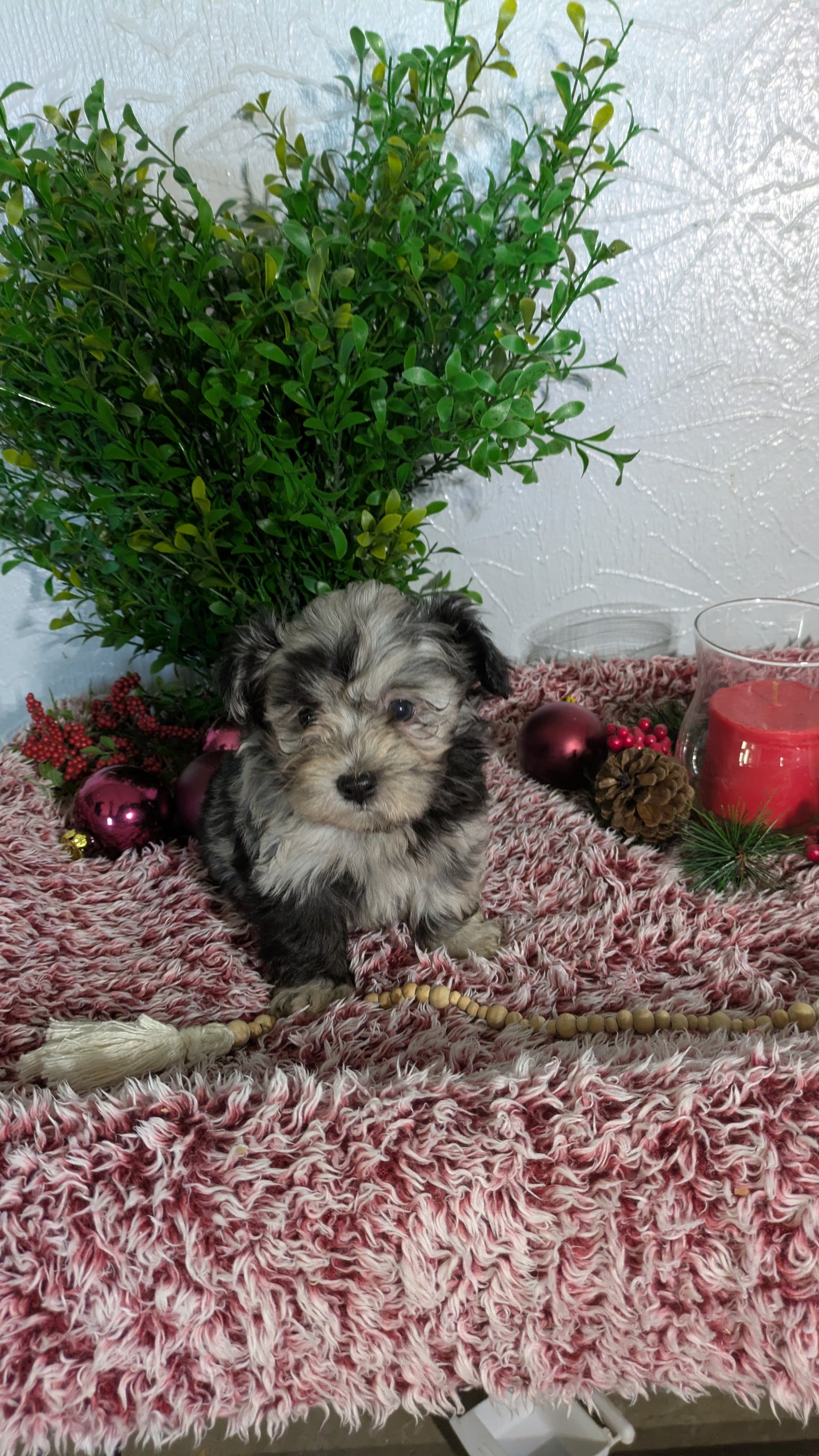 SHIHPOO (10/27) MALE