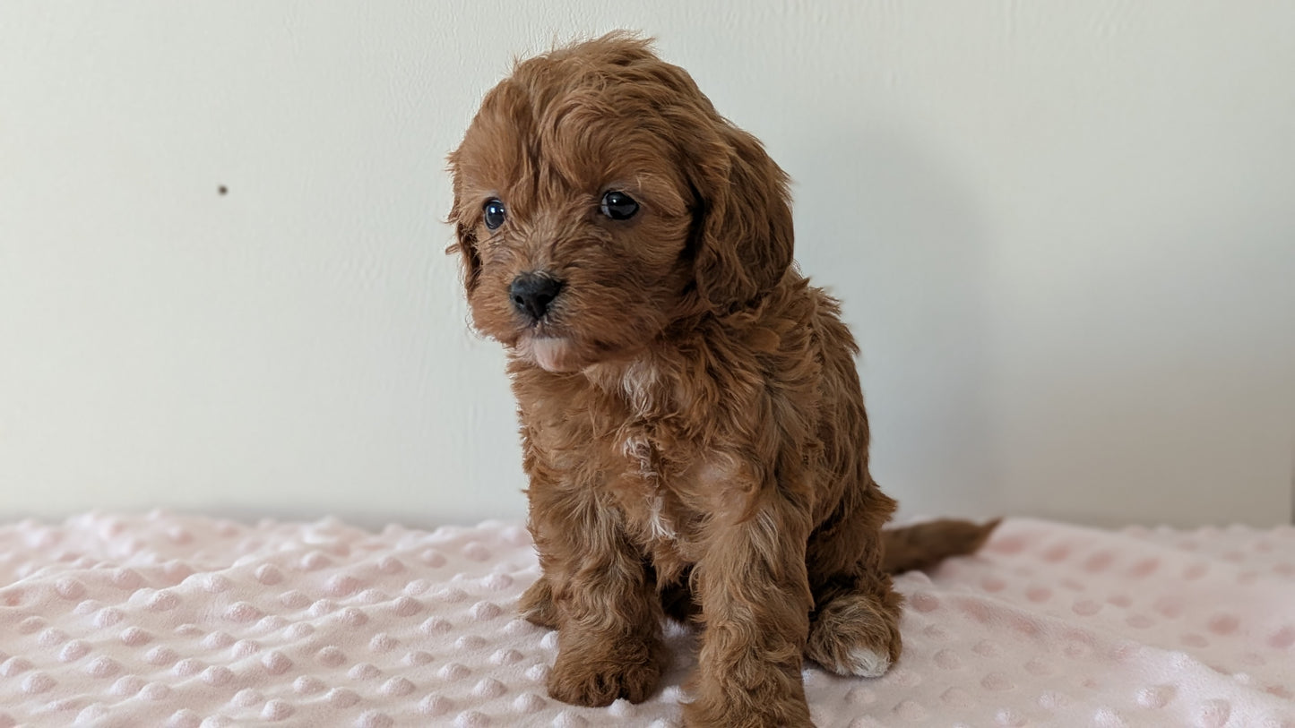 CAVAPOO (12/31) FEMALE