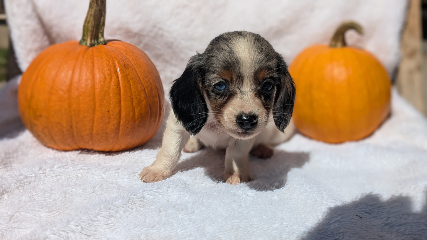 MINI DACHSHUND (07/22) MALE