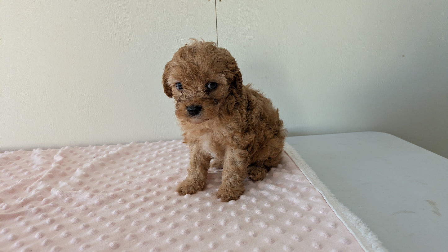 CAVAPOO (12/31) MALE