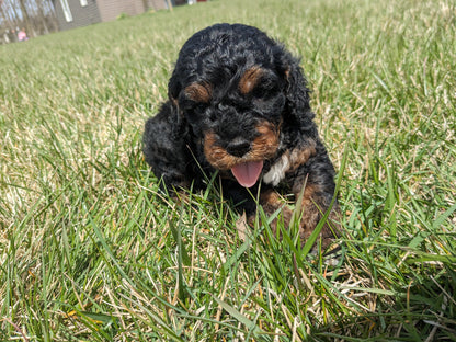 COCKAPOO (03/09) MALE