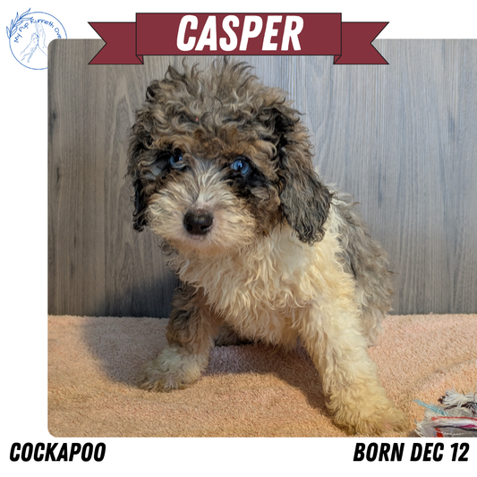 COCKAPOO (12/12) MALE