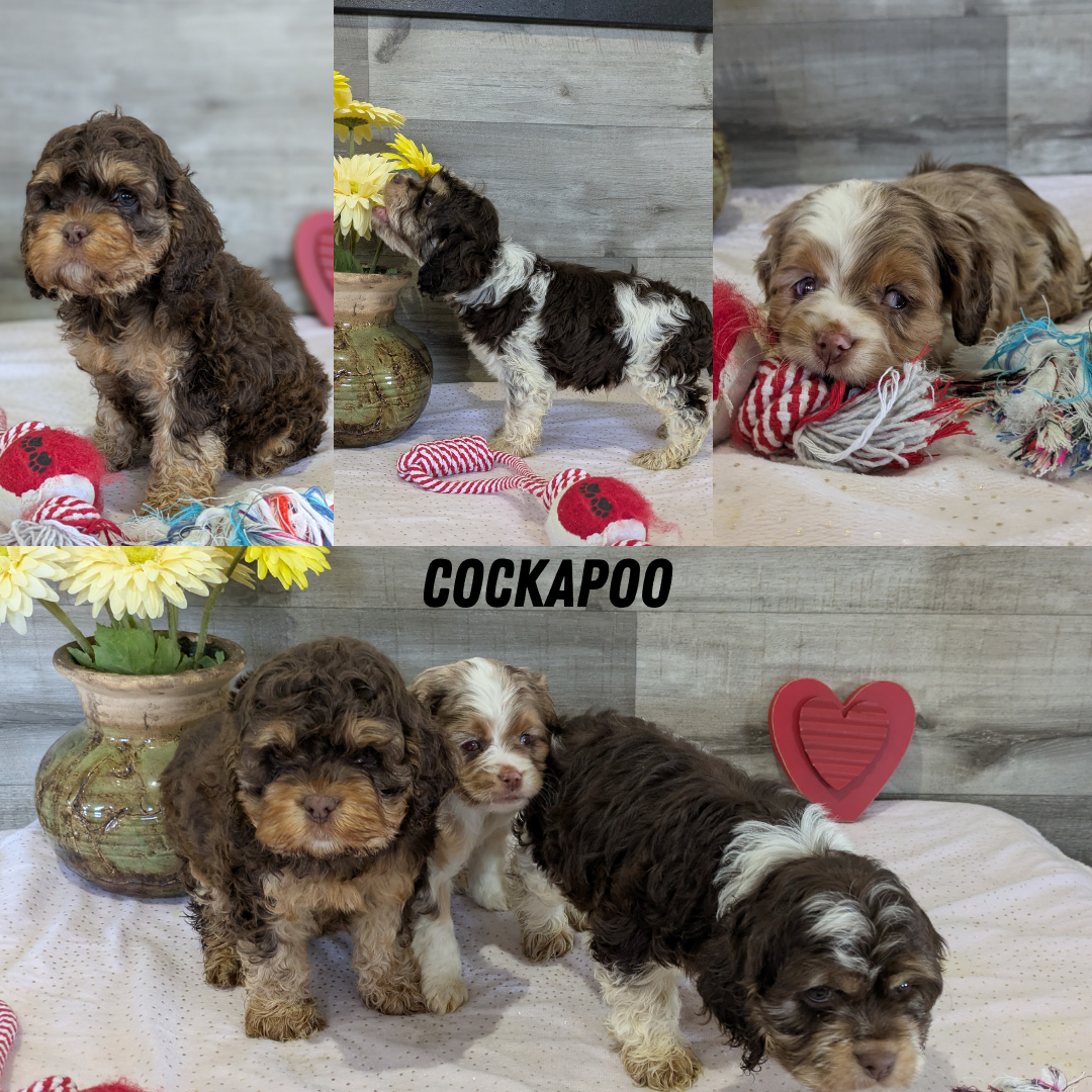 COCKAPOO (12/11) MALE