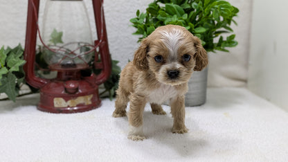 COCKER SPANIEL (12/18) FEMALE