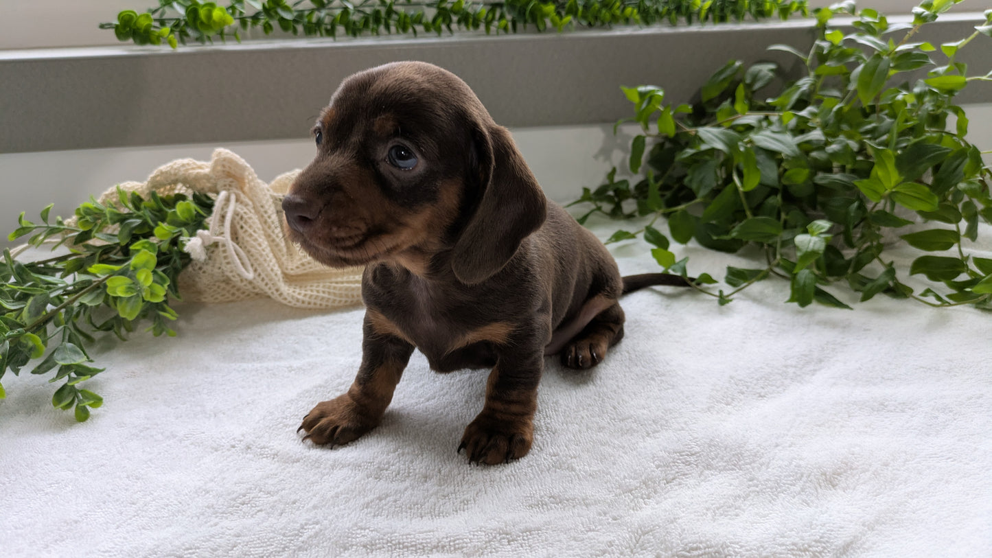 MINI DACHSHUND (01/27) MALE