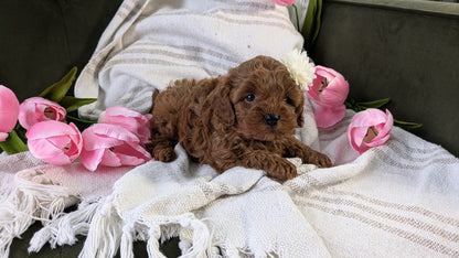 CAVAPOO (01/10) FEMALE