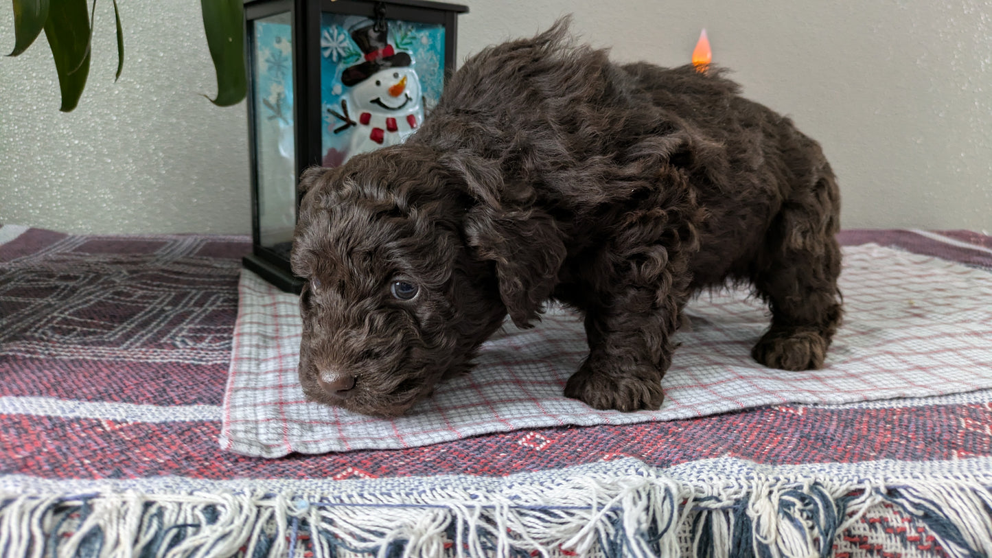 MINI LABRADOODLE (11/26) MALE