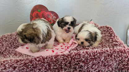 SHIH TZU (12/08) MALE