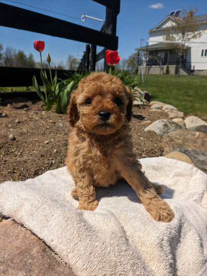 CAVAPOO (03/17) FEMALE