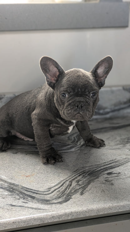 FRENCH BULLDOG (10/12) MALE