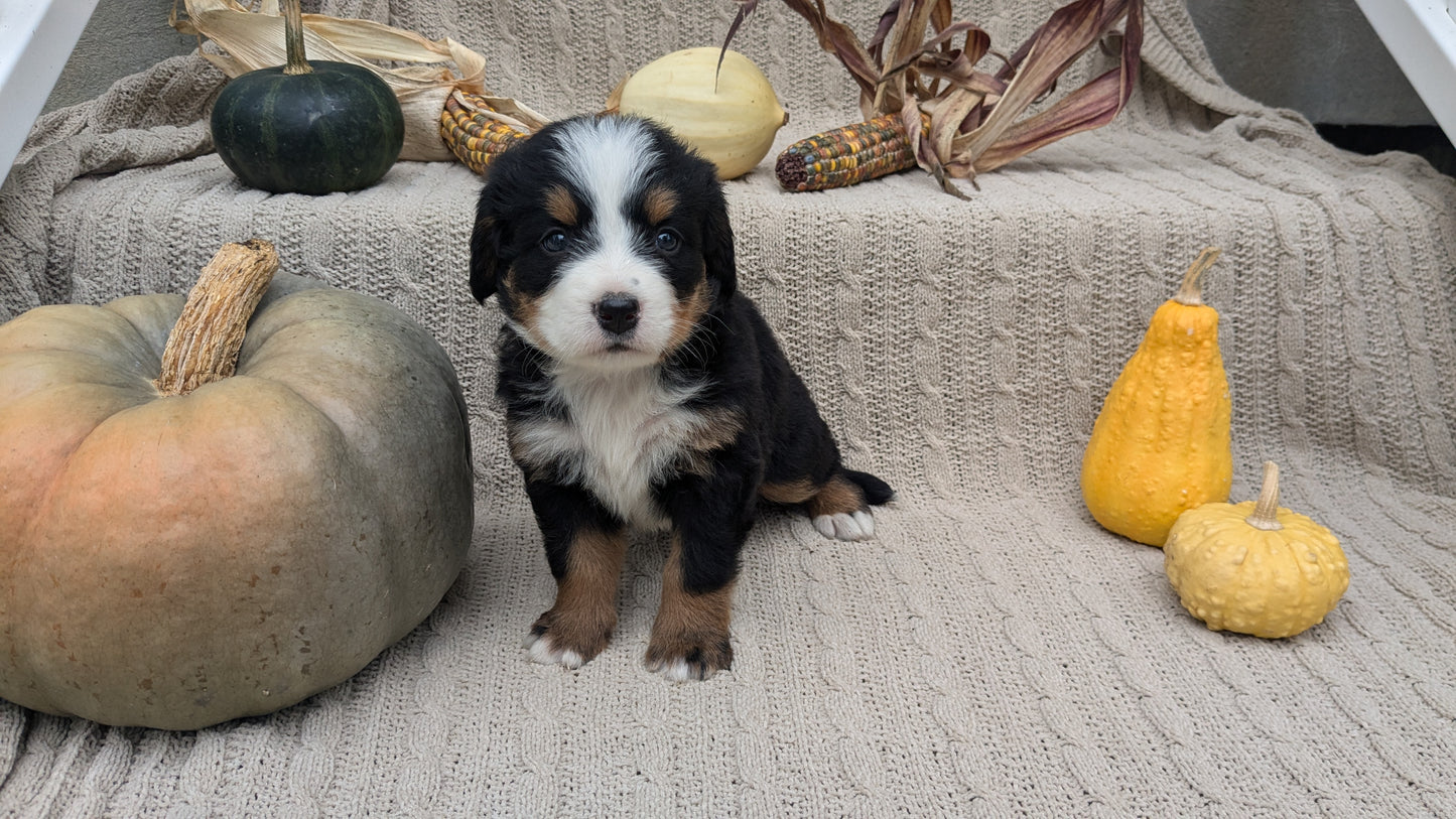 BERNESE MOUNTAIN DOG (08/18) FEMALE