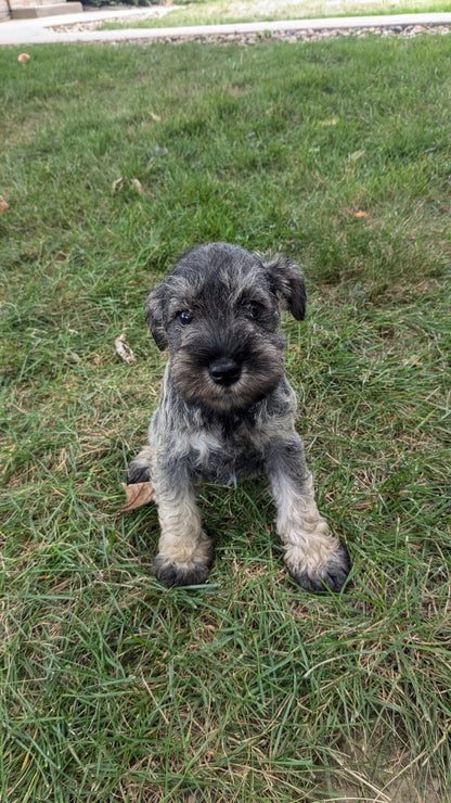 MINI SCHNAUZER (07/15) FEMALE