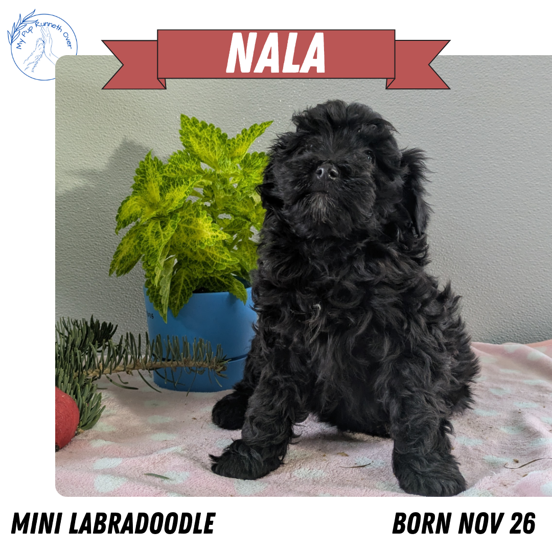 MINI LABRADOODLE (11/26) FEMALE