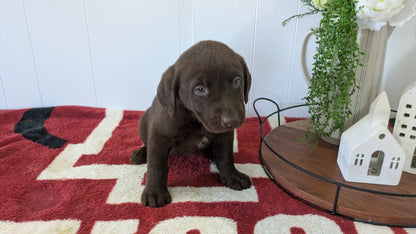 LABRADOR RETRIEVER (11/03) FEMALE