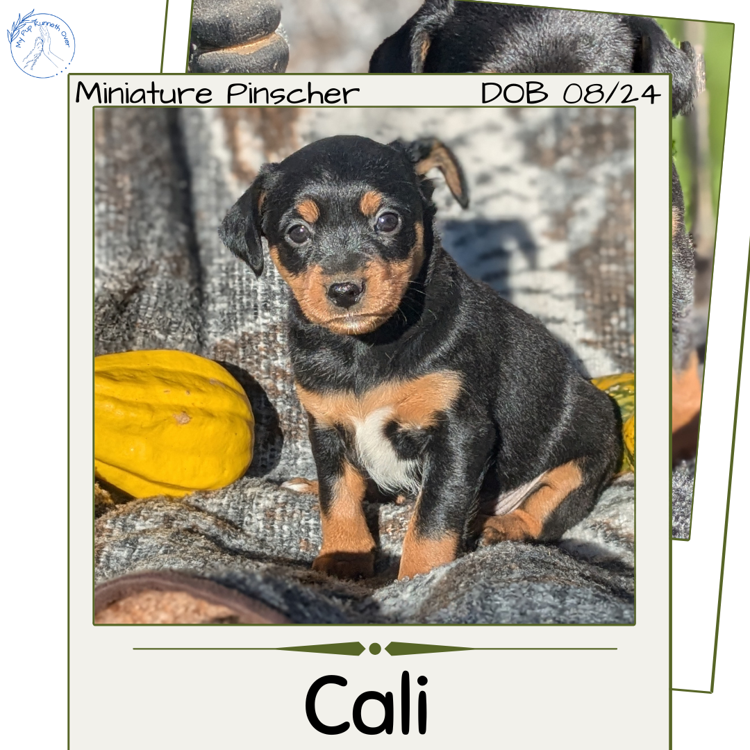 MINI PINSCHER (08/24) FEMALE