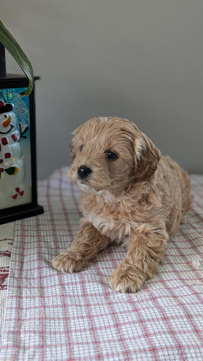 MINI GOLDENDOODLE (12/09) FEMALE