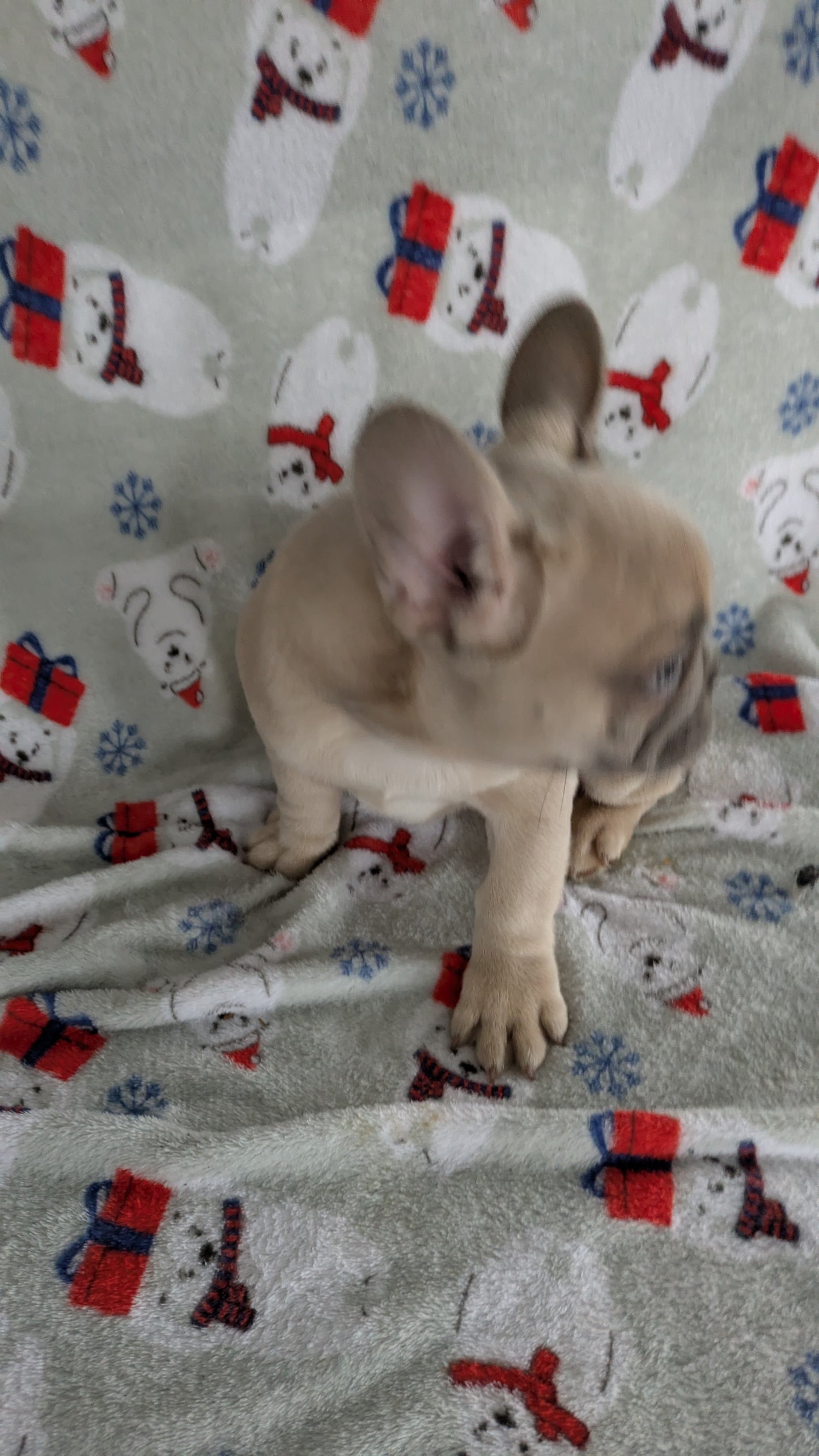 FRENCH BULLDOG (10/30) FEMALE