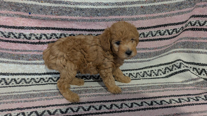 TOY POODLE (11/02) MALE