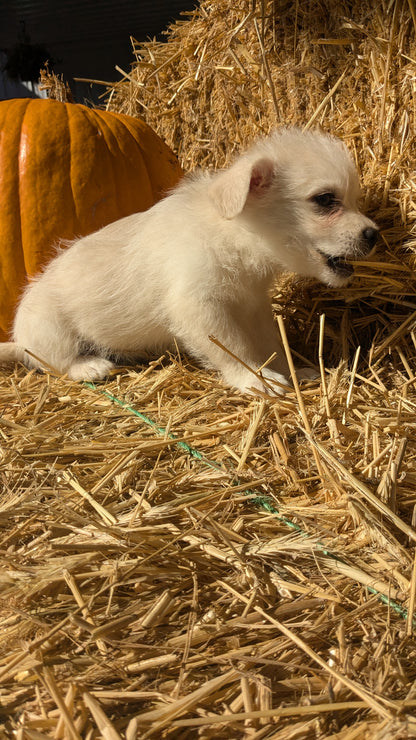 POMSKY-POO (08/13) MALE