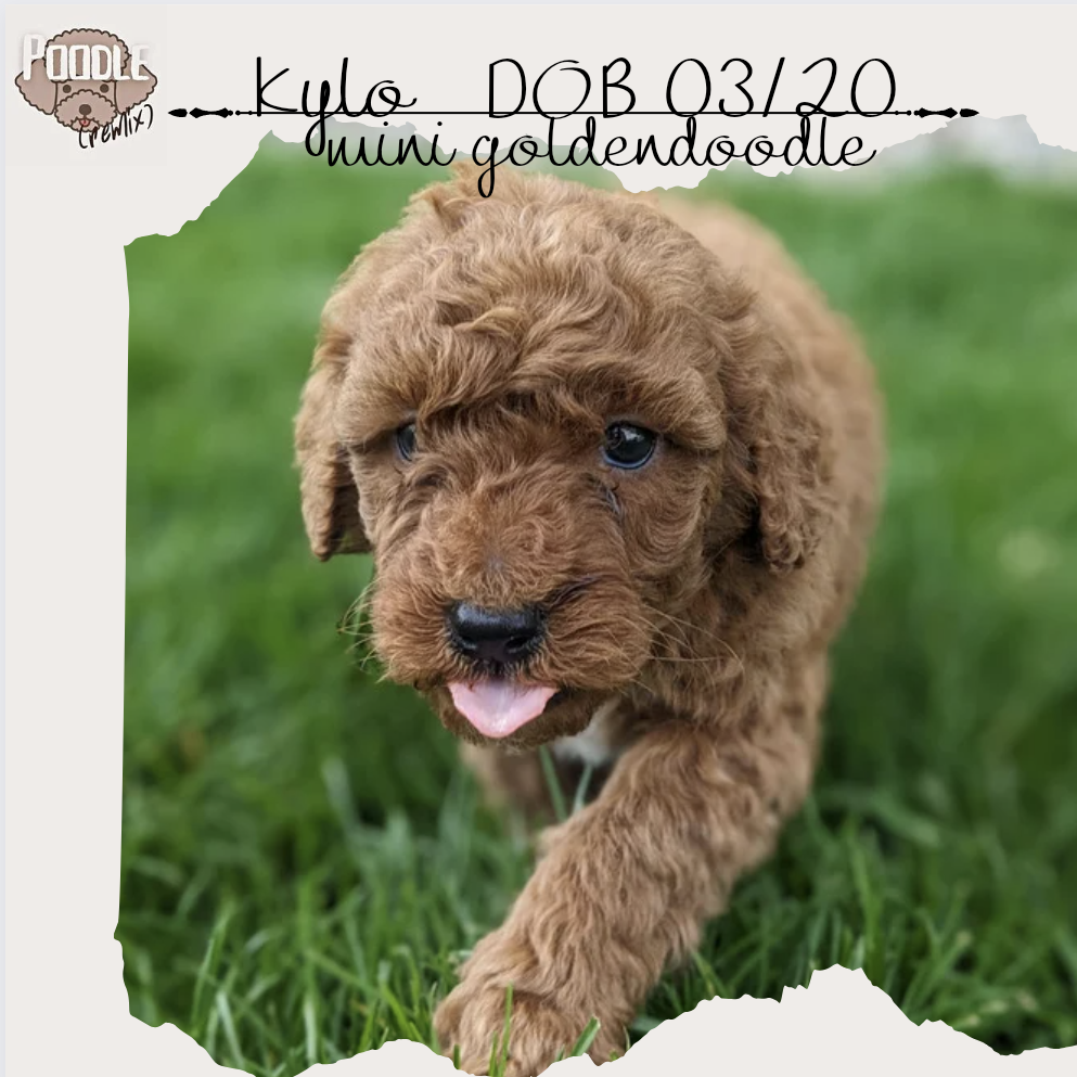 MINI GOLDENDOODLE (03/20) MALE