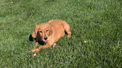 GOLDEN RETRIEVER (06/24) FEMALE