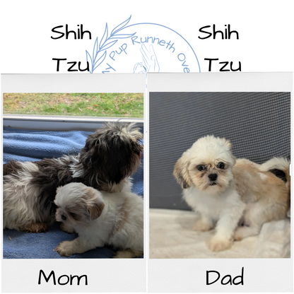 SHIH TZU (10/28) FEMALE