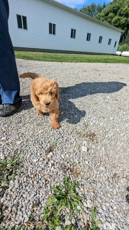 GOLDENDOODLE (05/03) MALE