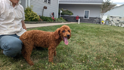 TOY POODLE (03/08) MALE