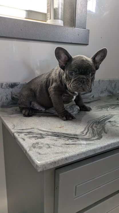 FRENCH BULLDOG (10/12) MALE