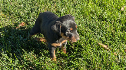 MINI PINSCHER (08/24) MALE