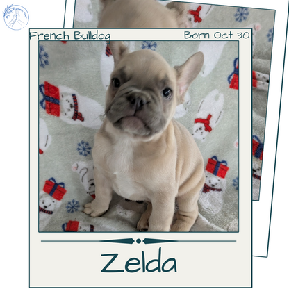 FRENCH BULLDOG (10/30) FEMALE