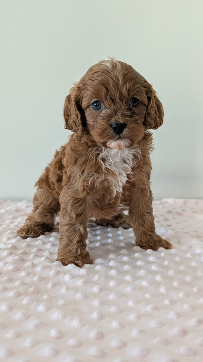 CAVAPOO (12/31) FEMALE