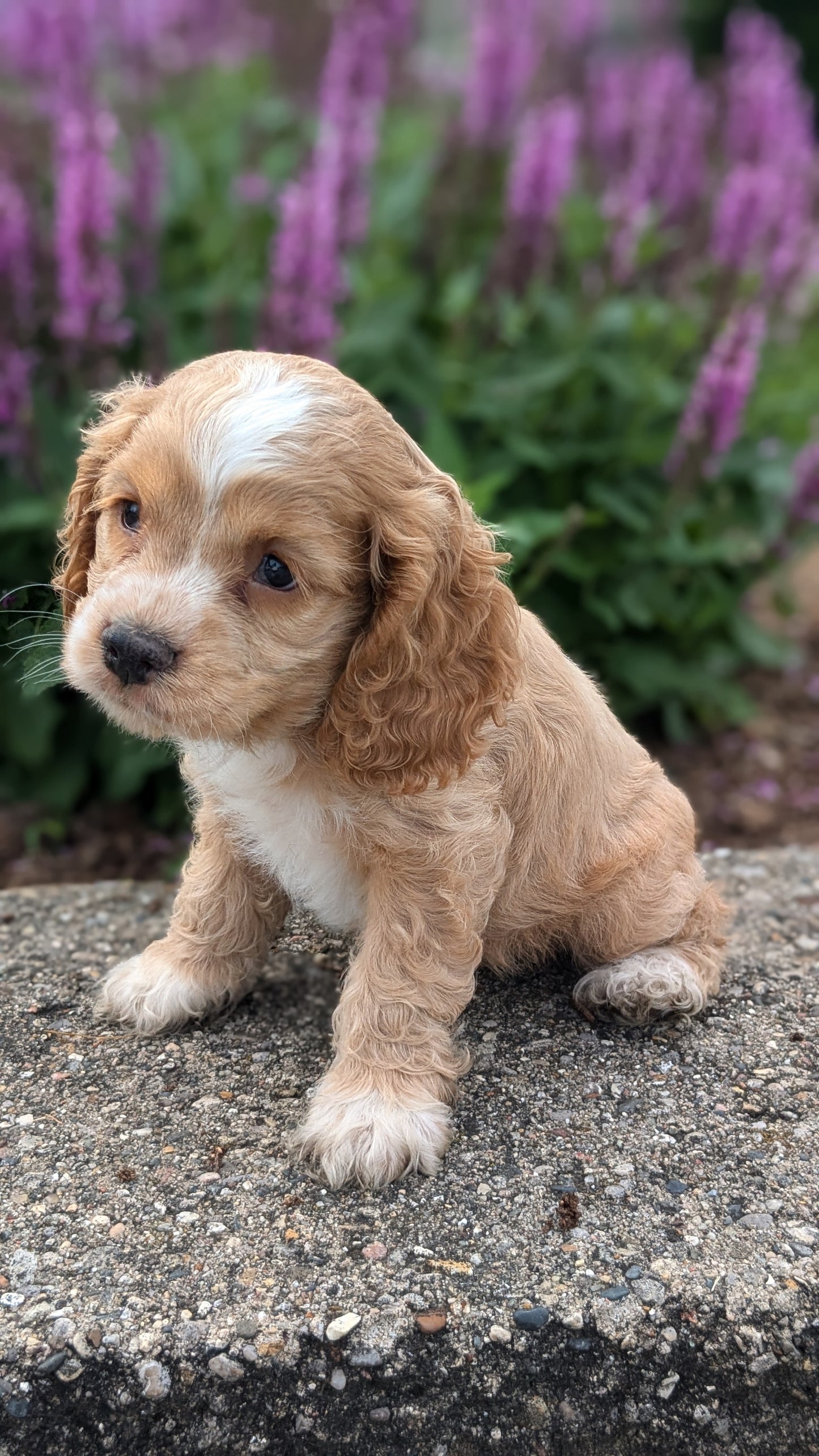 COCKER SPANIEL (06/16) MALE