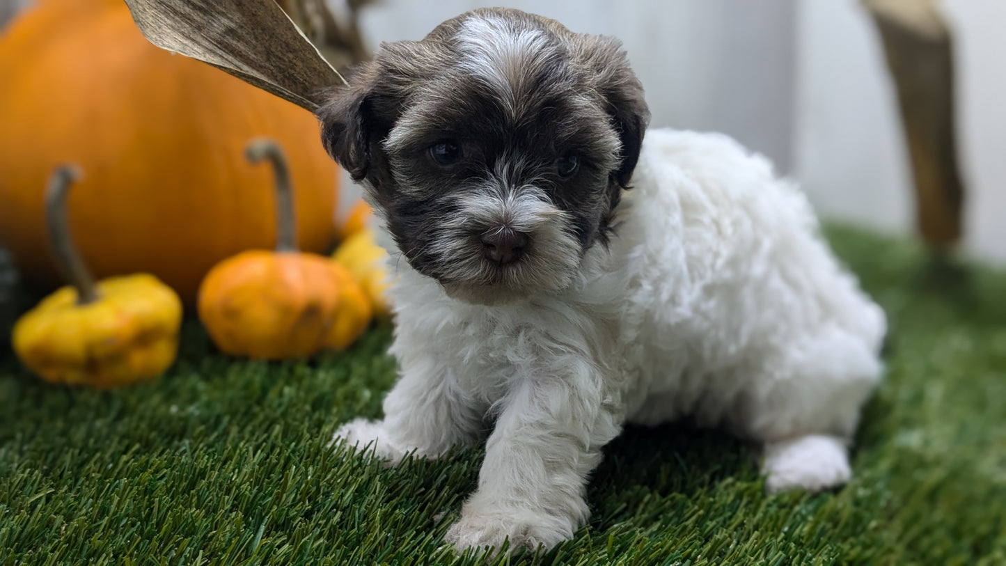 HAVANESE (08/23) FEMALE