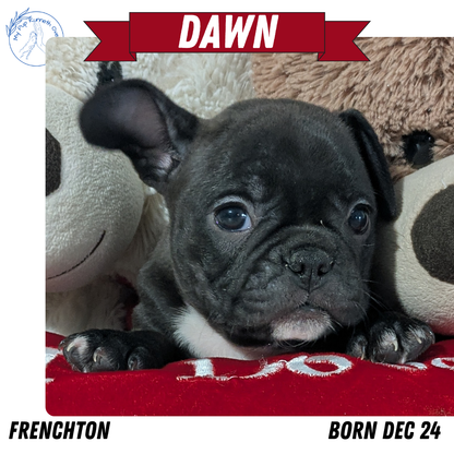 FRENCHTON (12/24) FEMALE