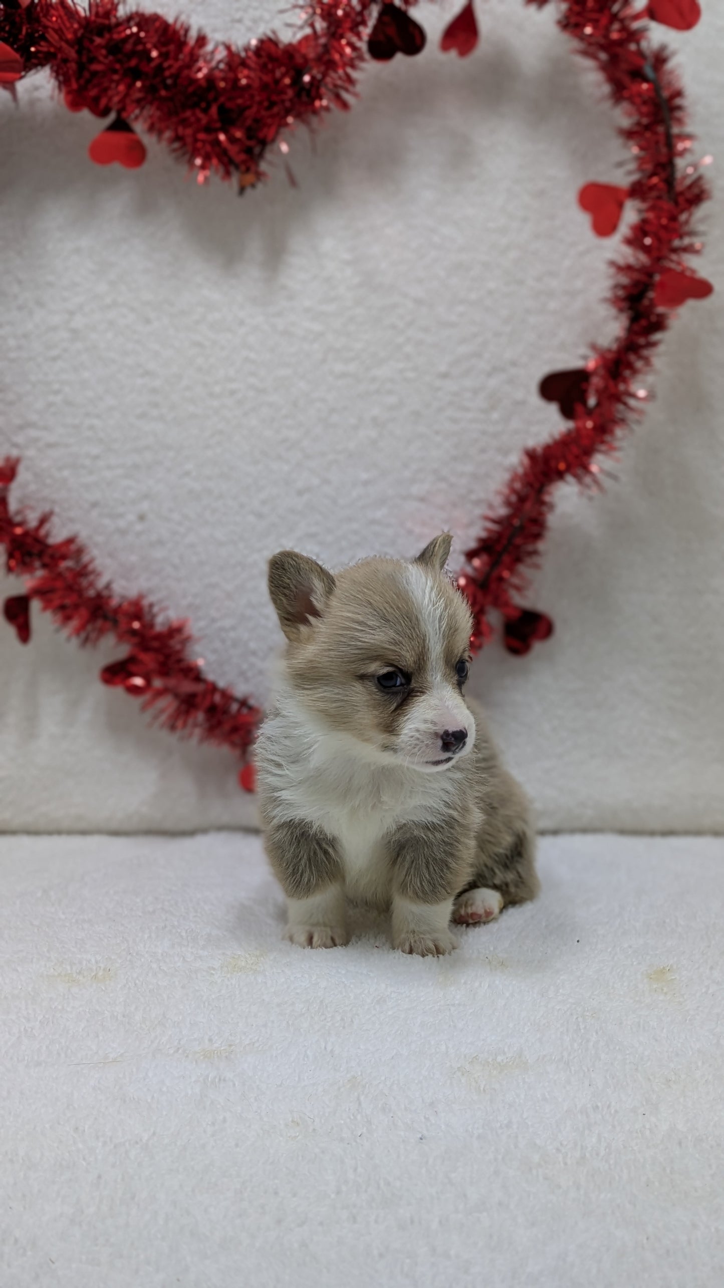 CORGI (12/19) FEMALE