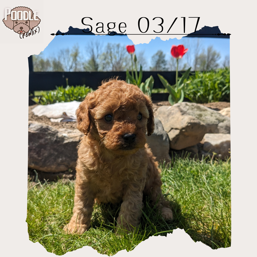 CAVAPOO (03/17) FEMALE