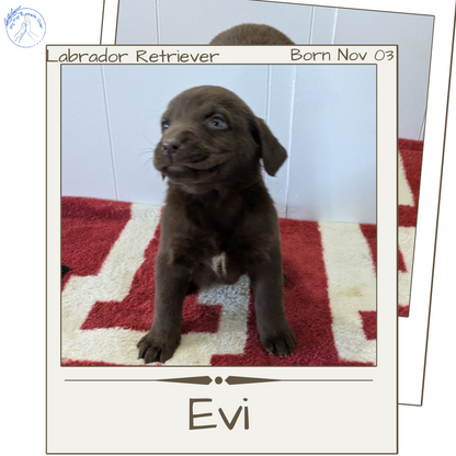 LABRADOR RETRIEVER (11/03) FEMALE