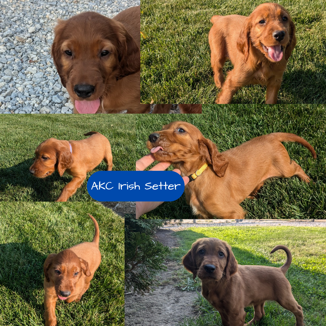 IRISH SETTER (07/20) MALE