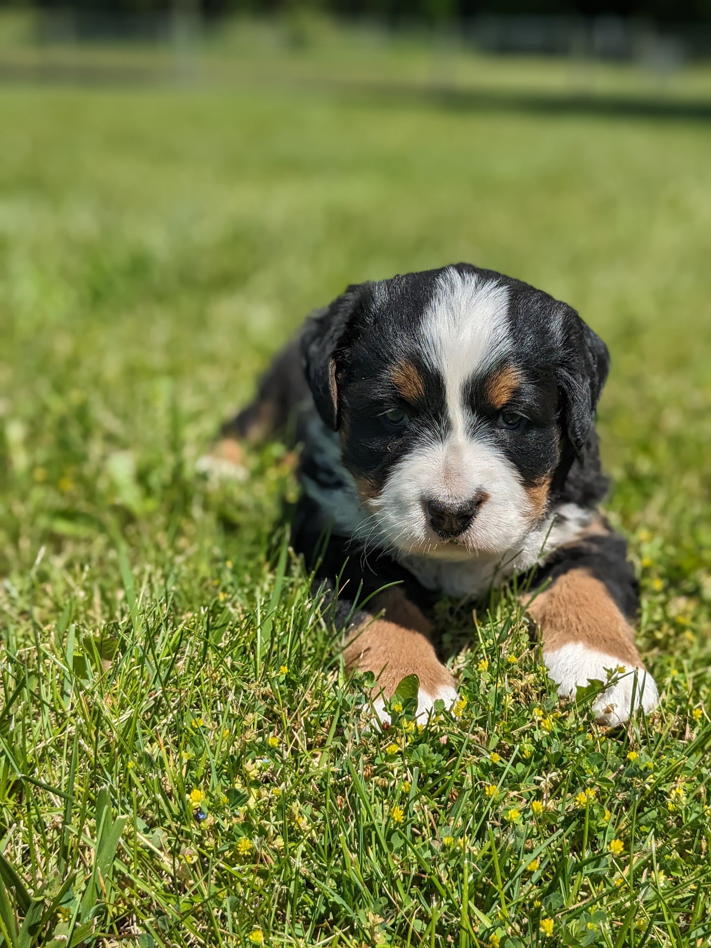 BERNESE MOUNTAIN DOG (04/24) FEMALE